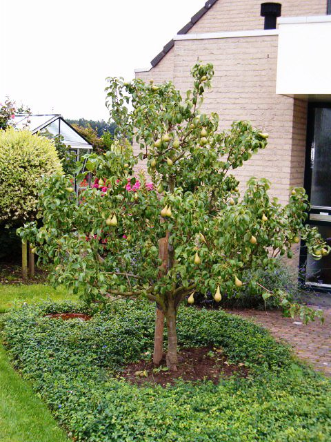 Spiksplinternieuw ER Groeit: Fruit voor elke tuin! - Eetbaar Rotterdam FP-05
